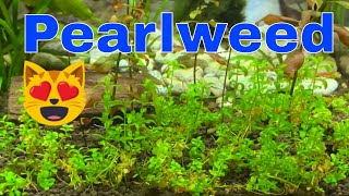 Pearlweed carpet plant The Easiest Carpet Plant [upl. by Aisyla]