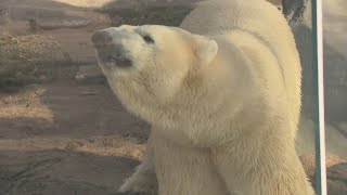 Saint Louis Zoo launches new polar bear conservation initiative [upl. by Tedmann]