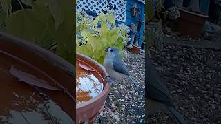 Tufted titmouse drinking out the backyard [upl. by Abran]