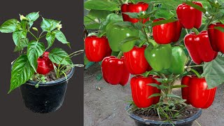 Great Technique For Grafting Pepper Tree From Pepper Fruit Growing fest With Aloe Vera [upl. by Euqinemod]