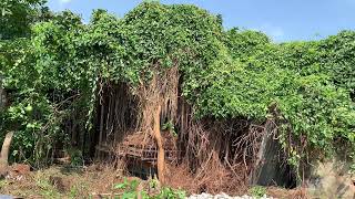 Huge vegetation covers the roof of the carpentry workshop I clean like never before [upl. by Aneekat449]