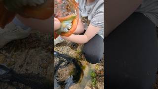 CHECK OUT THE TEETH ON THIS FISH fishing fish shortvideo shorts nature wildlife [upl. by Jackelyn747]