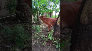 Cow short short video animal short village cow 😱 [upl. by Phelgon493]