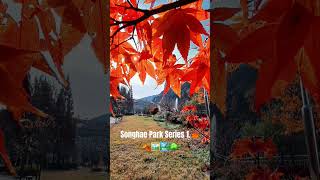 Songhae Park Series 1🖼🏞🌲🌳🇰🇷 music song pop lyrics cover challenge travel flowerchallenge [upl. by Corliss]