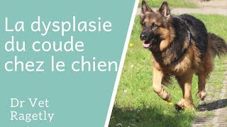 La dysplasie du coude chez le chien [upl. by Ahseele]