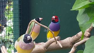 Gouldian Finches in aviary outside Gouldamadines in buiten voliere [upl. by Ive]