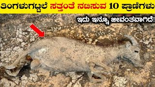 ಸತ್ತಂತೆ ನಟಿಸುವ ಪ್ರಾಣಿಗಳುAnimals with Unique and Unbelievable AbilitiesRj Facts In Kannada [upl. by Wohlert929]