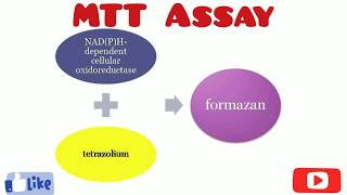 MTT Assay  Cytotoxicity Assay  Cell Viability Test  By Chetan Pachauri [upl. by Ahseinad]