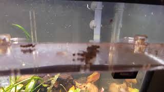 Moving Royal farlowella eggs to breeding box December 20th 2017 [upl. by Veta]