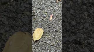 Ants vs Termites Battle Royale [upl. by Nonnag]