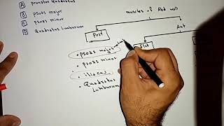 Abdomen MCQs for Revision Part 4 of 4 By Ahmed Belhaj [upl. by Blunk]