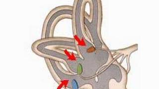 How the Body Works The Organs of Balance [upl. by Libyc635]