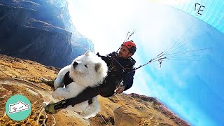 Guy Taught Dog How to Paraglide Now They Always Fly Tandem  Cuddle Dogs [upl. by Rundgren553]