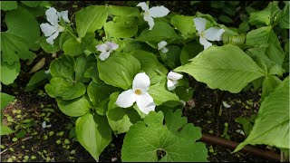 Woodland Wildflower Ideas for Shady Gardens [upl. by Ahsiemak127]