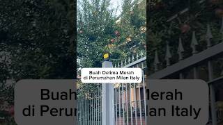 Buah Delima Merah di Perumahan Milan Italy buahdelima buah perumahan eropafamily travelvlog [upl. by Publias]