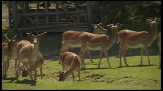 IL PARCO FAUNISTICO DI RANCO SPINOSO  Sestino AR [upl. by Aenaj]