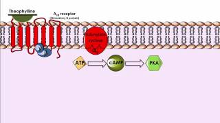 Theophylline  Mechanism of Action [upl. by Etnaid642]