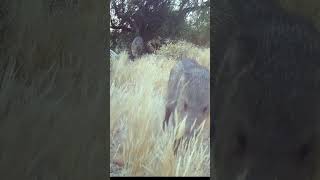 Javelina parade javelina wildlife trailcam [upl. by Aerdnwahs]