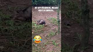 🦡💥 Zarigüeya o Mykurẽ animals free animalurbano plagas bichos ecologia mundo paraguay [upl. by Aleras]