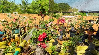 rosadodeserto  madruguei pra regar as plantas da lajemuitas flores nesse jardim😱dicasdecultivo [upl. by Cosmo507]