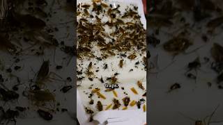 How to Get Rid of a Cockroach Infestation 🪳 [upl. by Nahij]