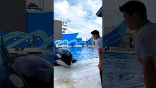 The dolphin suddenly ran out of the water park shorts viralvideo [upl. by Bergerac]