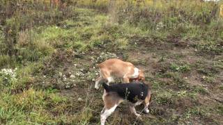 Imperial Beagle Club Gun Dog Brace Trial Oct 10th 2009 [upl. by Sternlight288]