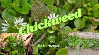 Chickweed with Lori the Herbchick [upl. by Zaremski]