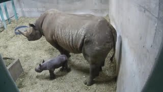 Oregon Zoo welcomes a new rhinoceros calf  Jozi [upl. by Scever588]