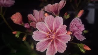 How to grow Lewisia  Bitterroot Lewisia cotyledon [upl. by Silvio]