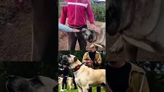 Anatolian Shepherd attacks on Stanger viral shorts ytshorts shortvideo anatolianshepherddog [upl. by Bradly255]