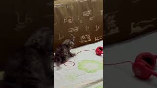 funny video cats 2024 funny cat moments funny video cat cute funny [upl. by Mariele]