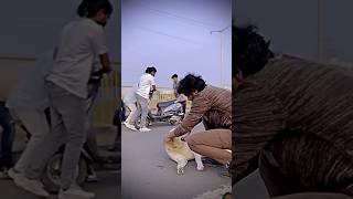 Dog💔🥺 shorts explore rection dog doglover viralvideo [upl. by Merell]