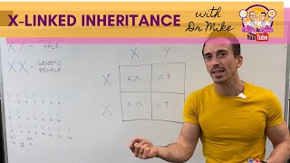 Xlinked Inheritance and Punnett Squares [upl. by Eiuol]