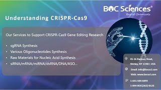 Understanding CRISPRCas9  CRISPR Explained  What is CRISPR  BOC Sciences [upl. by Neenwahs]