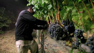 Night Harvest  Harvesting Merlot Grapes for Jordan Cabernet Sauvignon  Alexander Valley [upl. by Yntruoc]