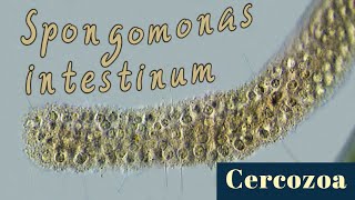 Colonial flagellates Spongomonas intestinum Cercozoa [upl. by Gardy]