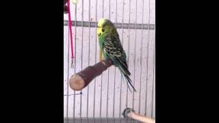 Budgieparakeet tail bobbing [upl. by Lita]