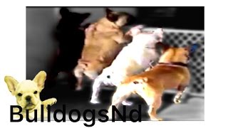 Can french bulldogs dance Not so much Silly video [upl. by Rusel]