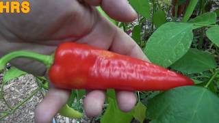 ⟹ Carmen Pepper  Capsicum annuum  pod review 2018 [upl. by Dami]