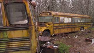 Rainy Afternoon At The Busses [upl. by Charley]