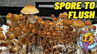 Spore To Flush  All In One Mushroom Bag  Complete Beginners Guide To Growing Mushrooms [upl. by Aneled]