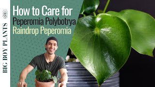 How to Care for Peperomia Polybotrya Raindrop Peperomia [upl. by Pacificas]