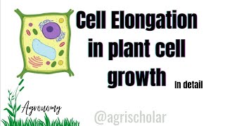 Plant cell elongation  Cell growth  Agronomy  Agrischolar [upl. by Nmutua]