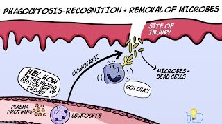 Phagocytosis  Recognition and Removal of Microbes during Inflammation [upl. by Tiloine]