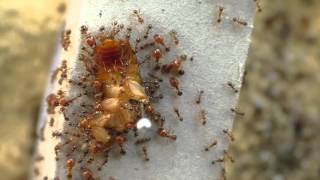 Pheidole pallidula Fressen eine Schabe Zeitraffer [upl. by Blalock871]