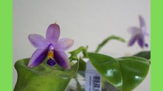 Orchid  Phalaenopsis KS Mini Tris  Another Classic Primary Hybrid  Orchid Care Tips [upl. by Alita]