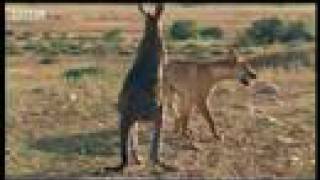 Wallaroo vs dingo  BBC wildlife [upl. by Auhsej]