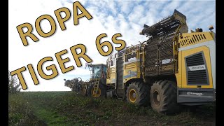 ROPA Tiger 6s bei der ZuckerrübenErnte  Hautnah dabei  Sugarbeet harvesting Up close and personal [upl. by Feola]