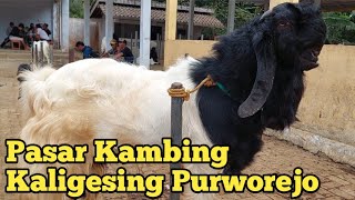 REVIEW DUA EKOR KAMBING PEJANTAN SUPERAN BERLURI JELAS [upl. by Mab]